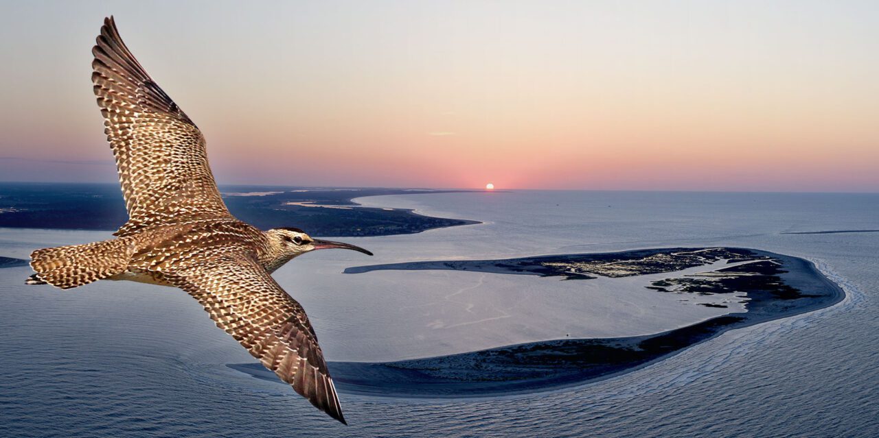 A brown and white bird with a long bill flying, with image of an island at sunset.