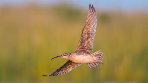 Whimbrel by Khurram Khan via Birdshare