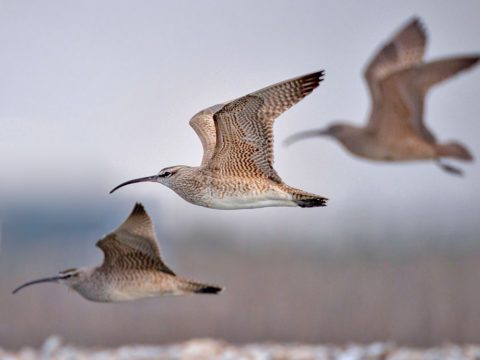 Whimbrels in flight