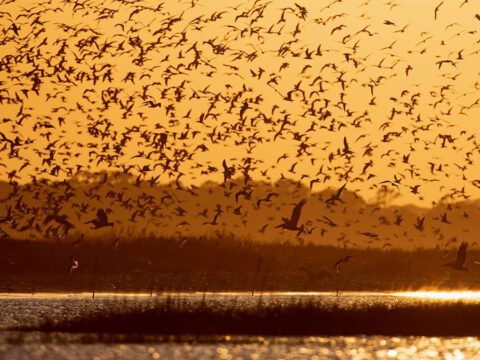 Silhouettes of birds flying at sunset.