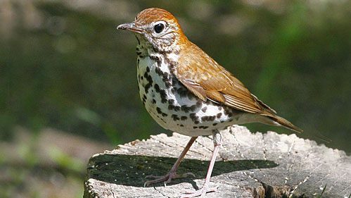 Birds like the Wood Thrush winter in areas that have been deforested and turned into coffee plantations. Is drinking 