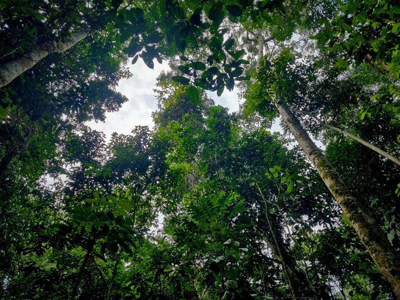 Looking up into a forest of high trees.