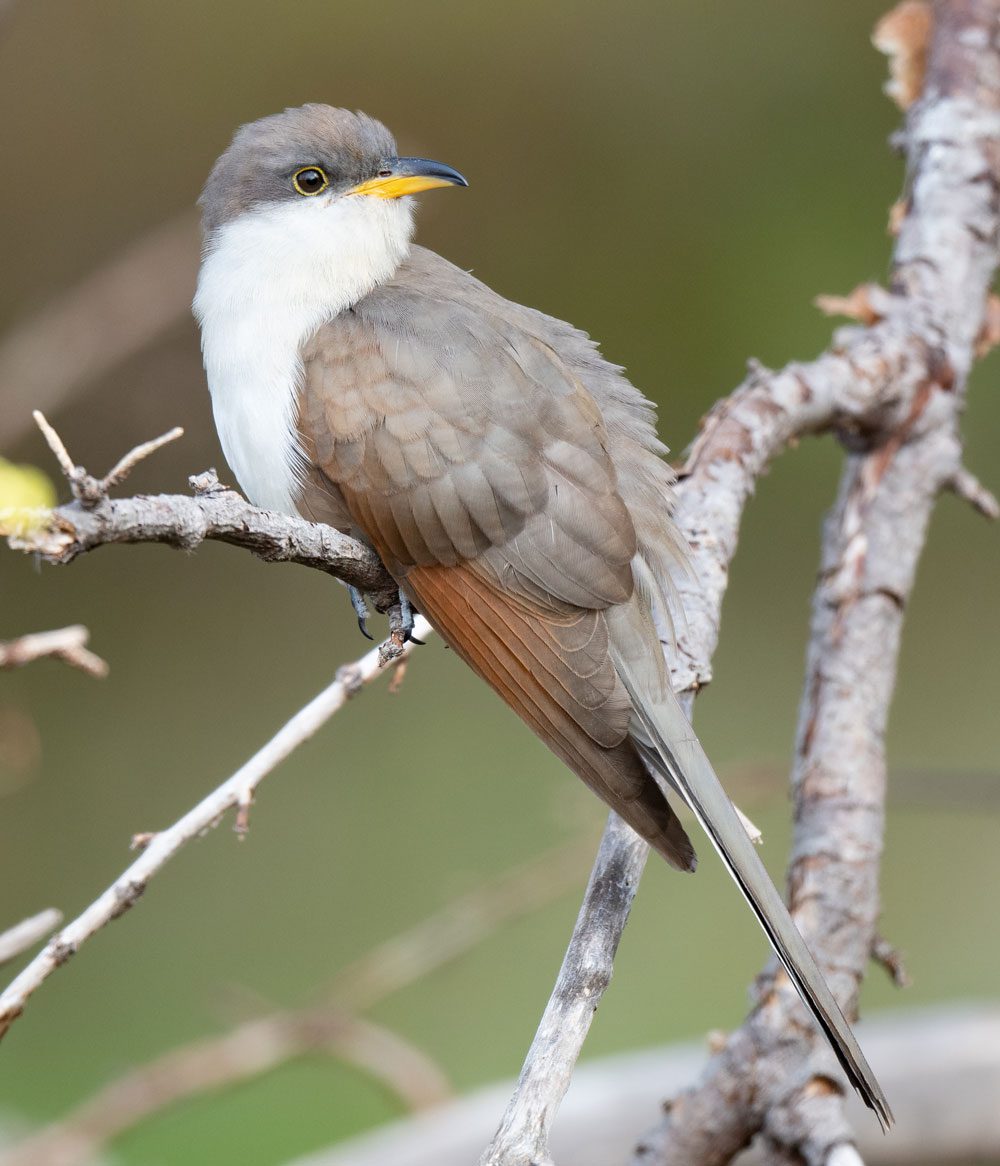 Yellow-billed Cuckoo by Leo McKillop/Macaulay Library