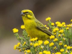 a yellow songbird perches among small yellow flowers