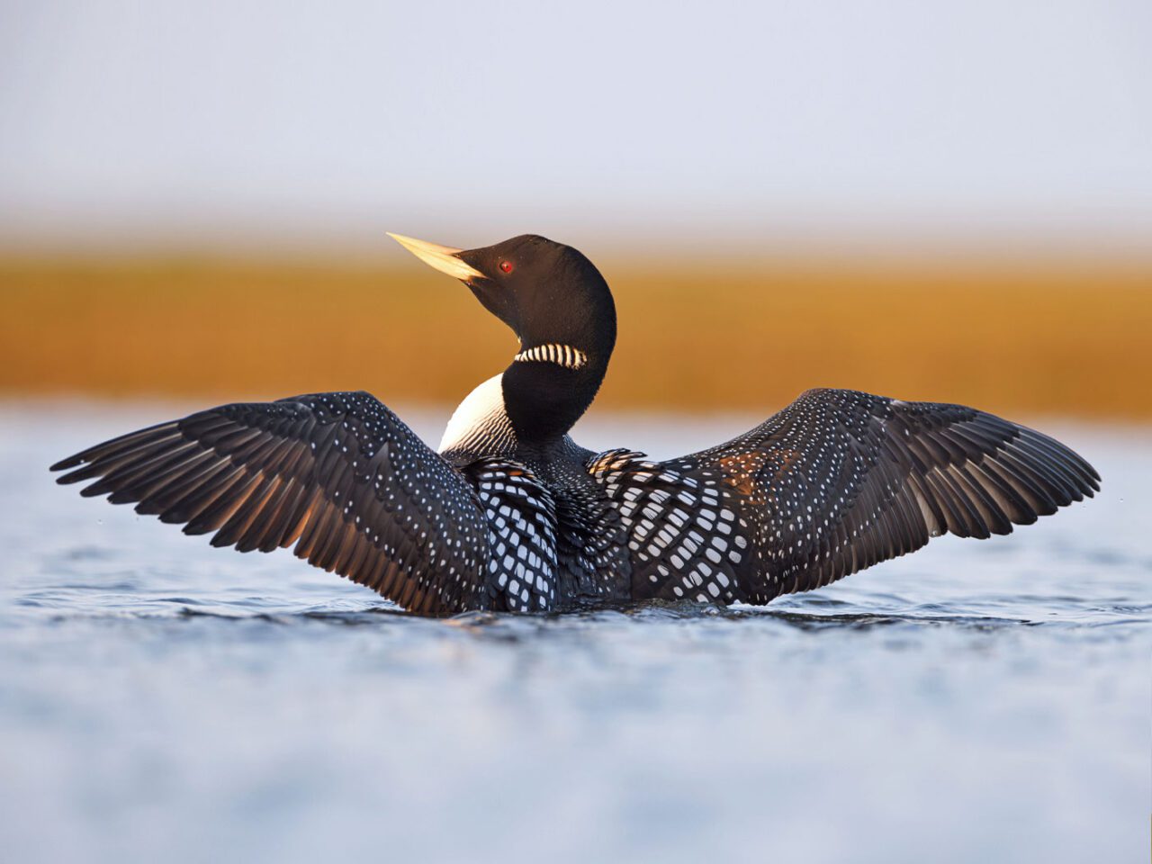 A black and white bird with a black head, large yellow bill and red eye, stretches its wings.