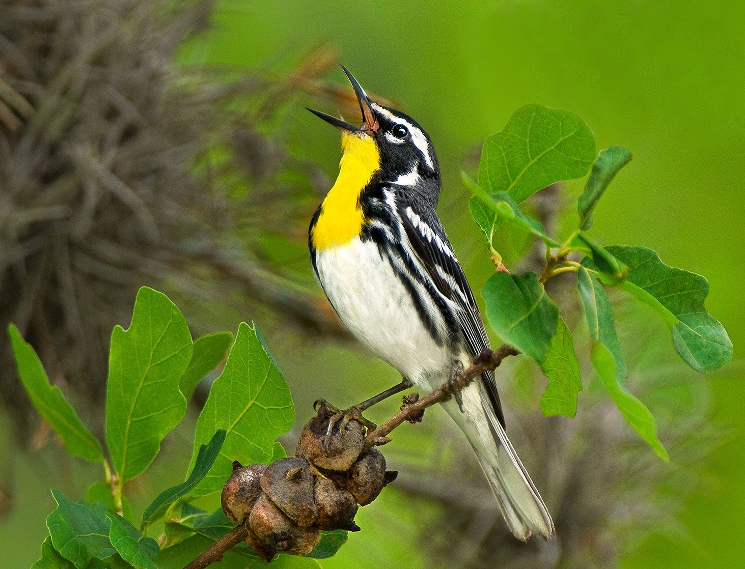 Yellow-throated Warbler by Dave Welling