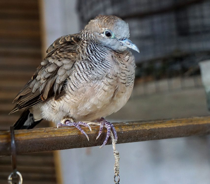 a sad looking stripey gray bird stands in a cage with a leash on one leg.