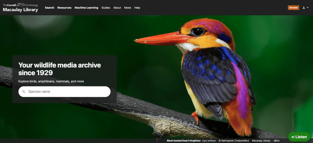 Homepage of Macaulay Library. A multicolored kingfisher  bird stands on a branch-black, blue, yellow, orange and pink, with a white chin and big red bill. 