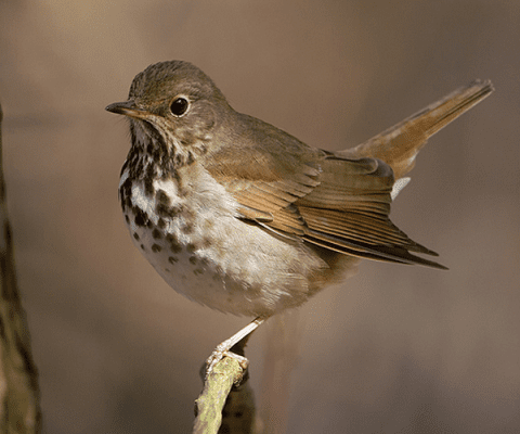 Hermit Thrush