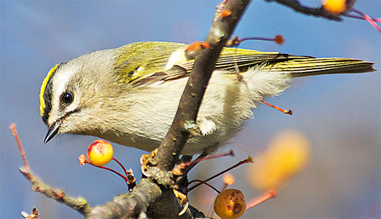 Golden-crowned Kinglet by Dave Wendelken via Birdshare