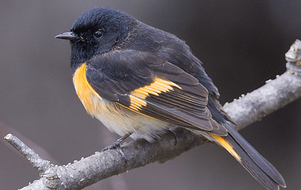 American Redstart